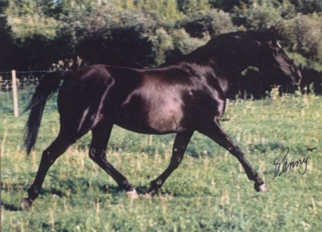 Shan's Bonnie Lassie (Anglo Arab) 15.2 HH