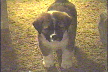 Velvet Akita Male