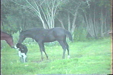 Nikita and foals.