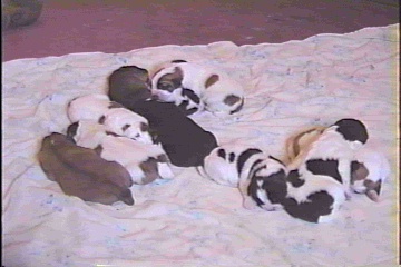 Nikita's pups