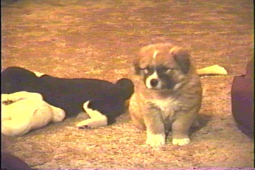 St. Bernard looking female pup