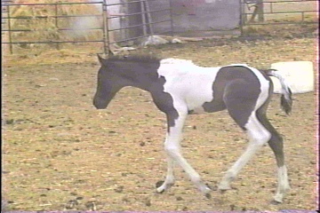 SHAN'S  EBONY- N - IVORY at 2 days old