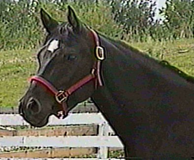 Shan's Bonnie Lassie (Anglo Arab) 15.2 HH