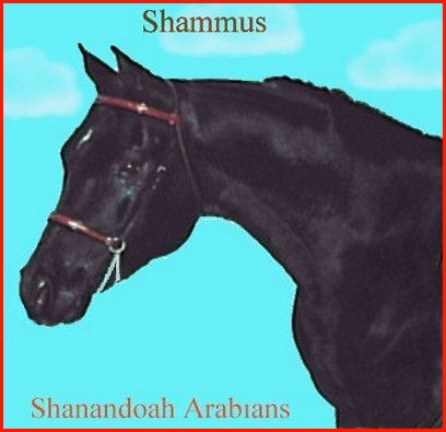 SHAMMUS