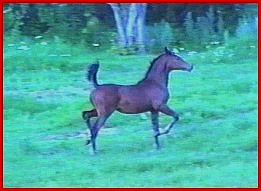 Shan's Egyptian Star-Pictured here at 4 months old